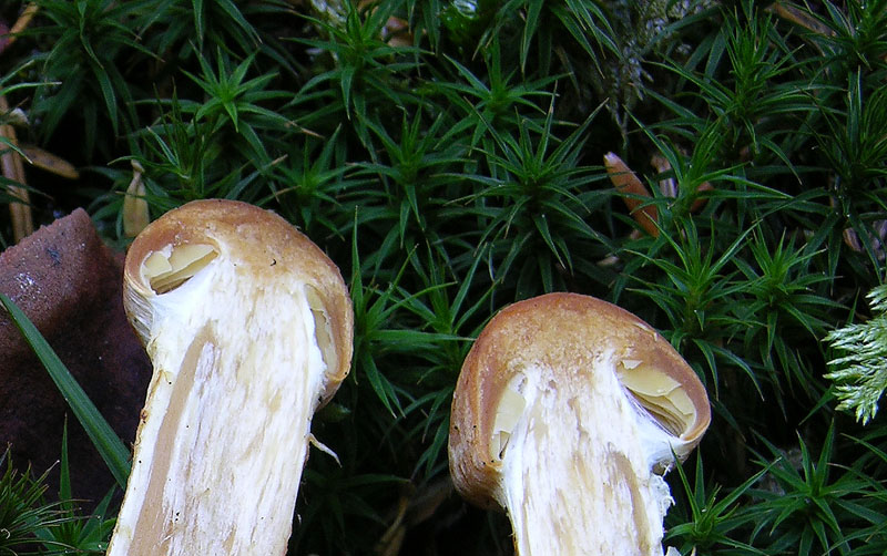 Cortinarius da determinare n�0004.